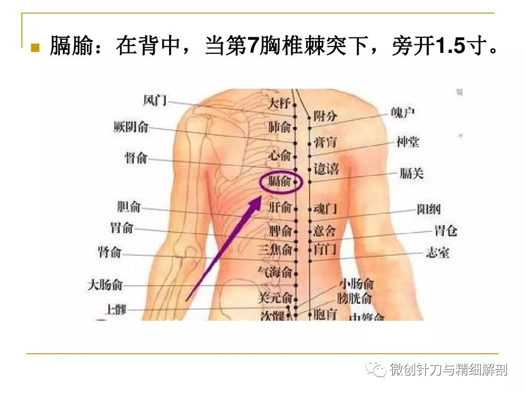 腰椎间盘突出症的针灸治疗 解剖