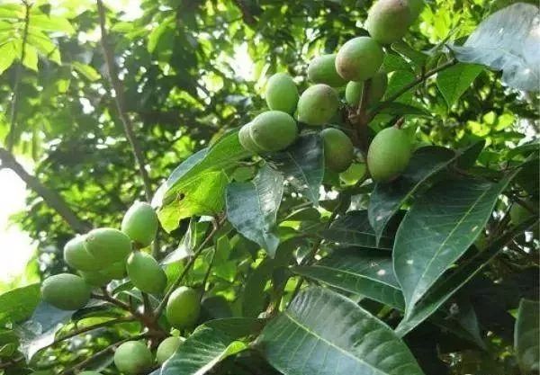 1300年前已是贡品,被称作"果中极品",一斤60元,至今很稀罕_檀香