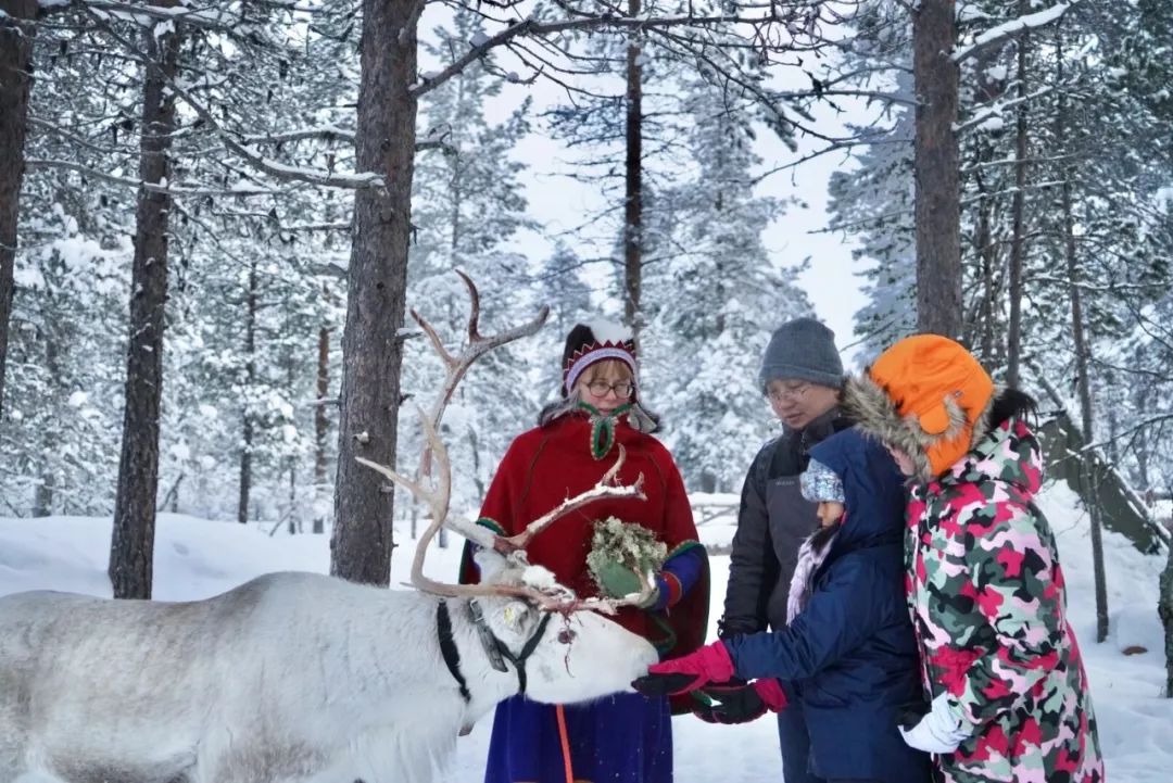 在拉普兰,被称为欧洲最后的土著的萨米人为每只驯鹿起名,像家人一样