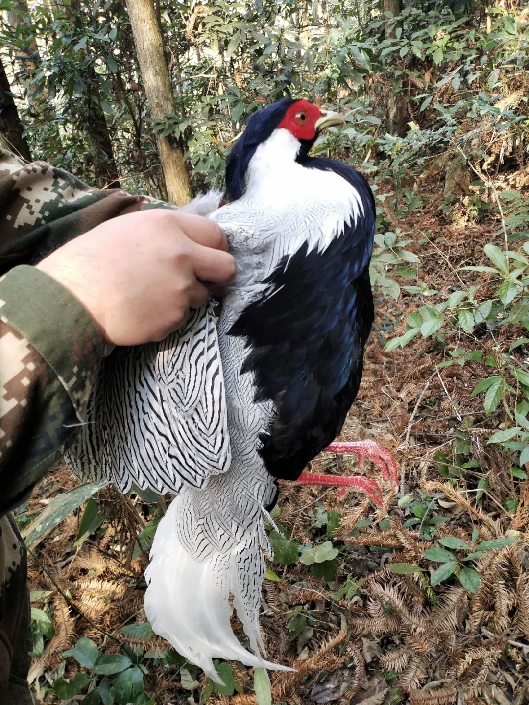 看,因为咱们宜春靖安的环境好珍贵的野生动物都爱在此栖息小布提醒