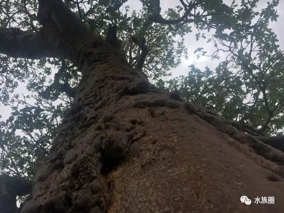 杭州鱼悦的坦干依克湖之旅