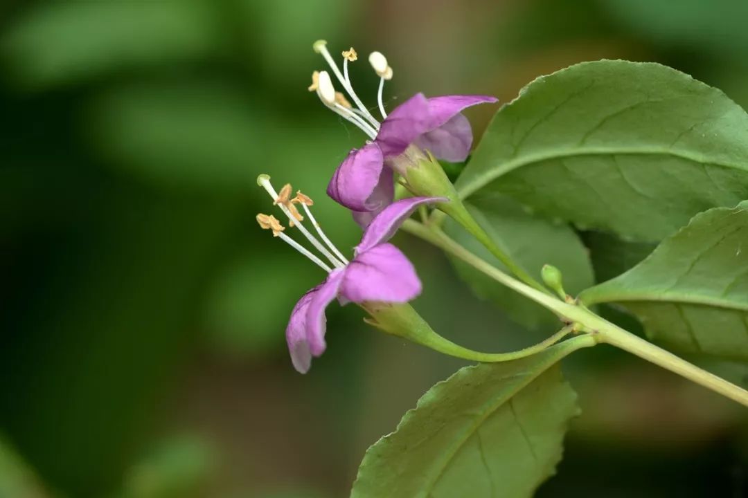 枸杞:可不止用在保温杯里~_宁夏