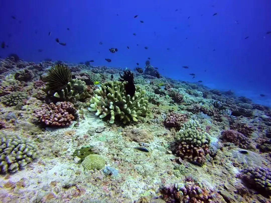 海底珊瑚礁图片,海底珊瑚礁,珊瑚礁图片(第9页)_大山谷图库