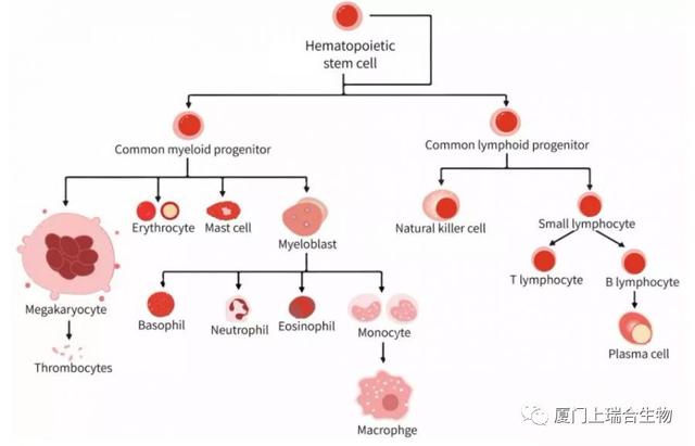 棒极了!身怀绝技的免疫细胞家族成员