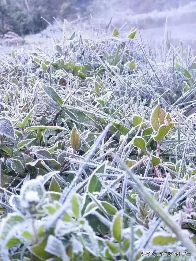 古茶树霜冻,茶农遭殃(西双版纳多处古茶山出现霜冻)