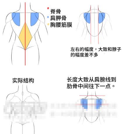 「推荐」人物背部的绘画奥秘!教你超简单掌握人物背部的绘画技巧_后背