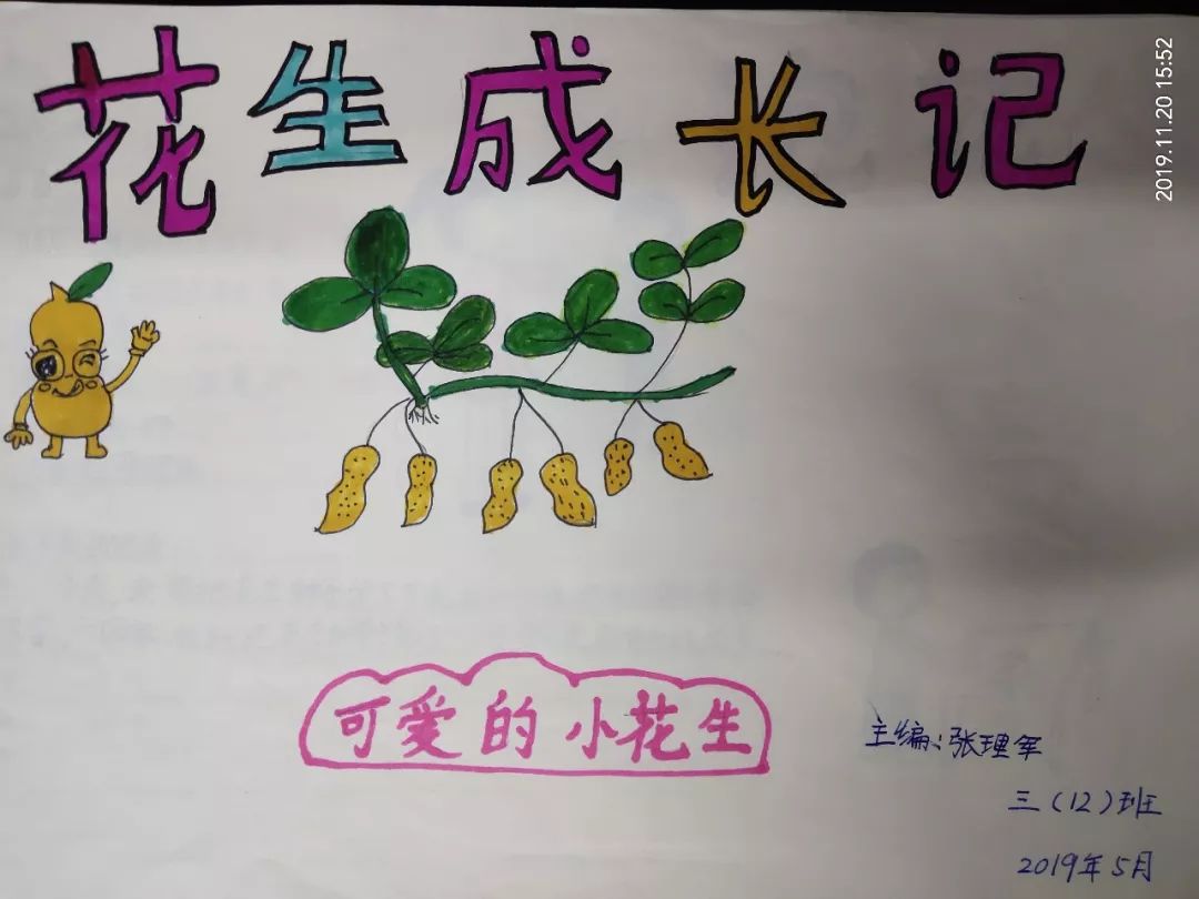 加上你的文字描述,在老师的脑海里都能想象你种植花生的整个过程,看到