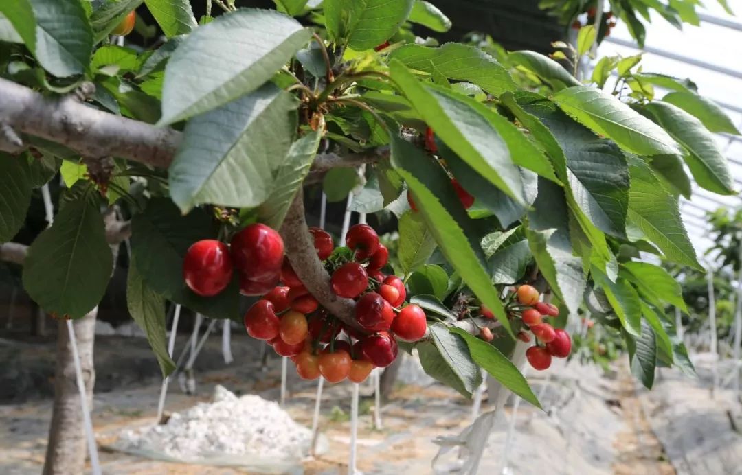 管理设施温室甜樱桃提质增效关键技术