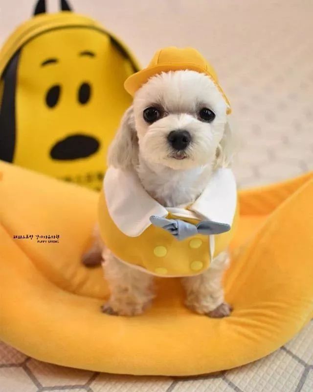 没想到狗狗幼儿园是这样的这次韩国真的玩大了