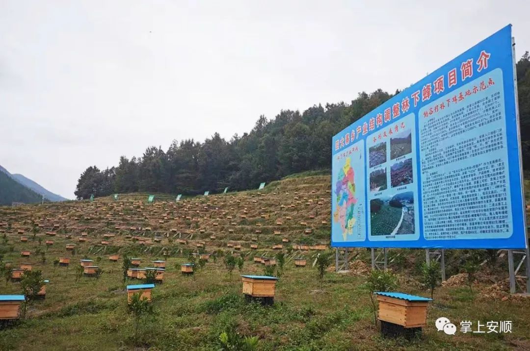 林下经济开发：绿色产业发展新趋势