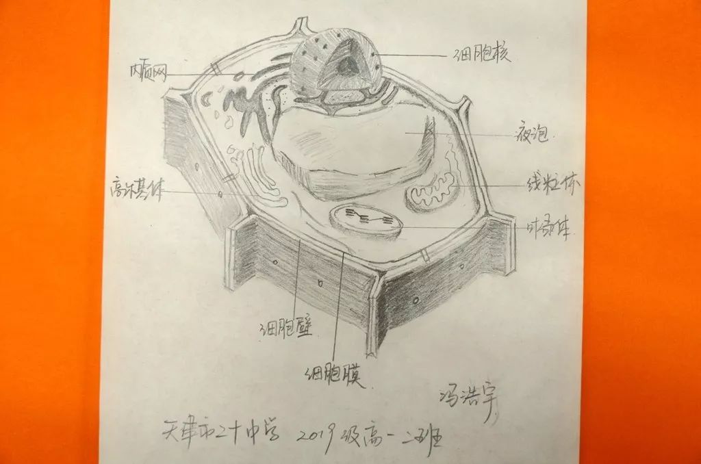 2班冯浩宇手绘了植物细胞亚显微结构模式图,通过本图,直观的显示了