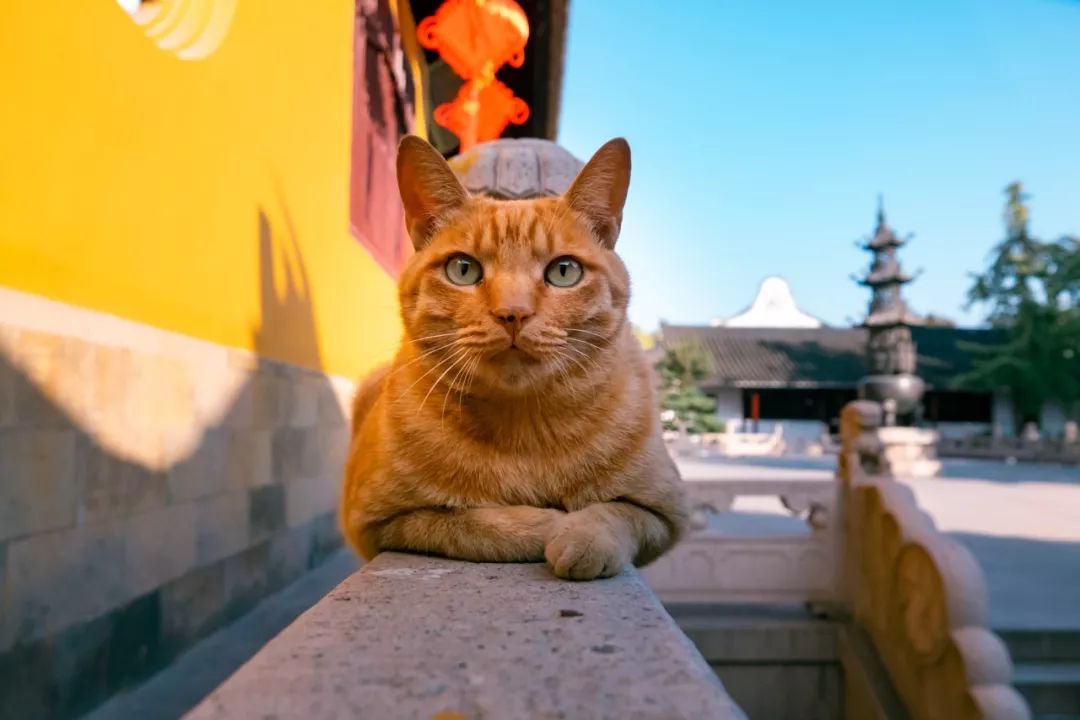 苏州西园寺里的猫图片