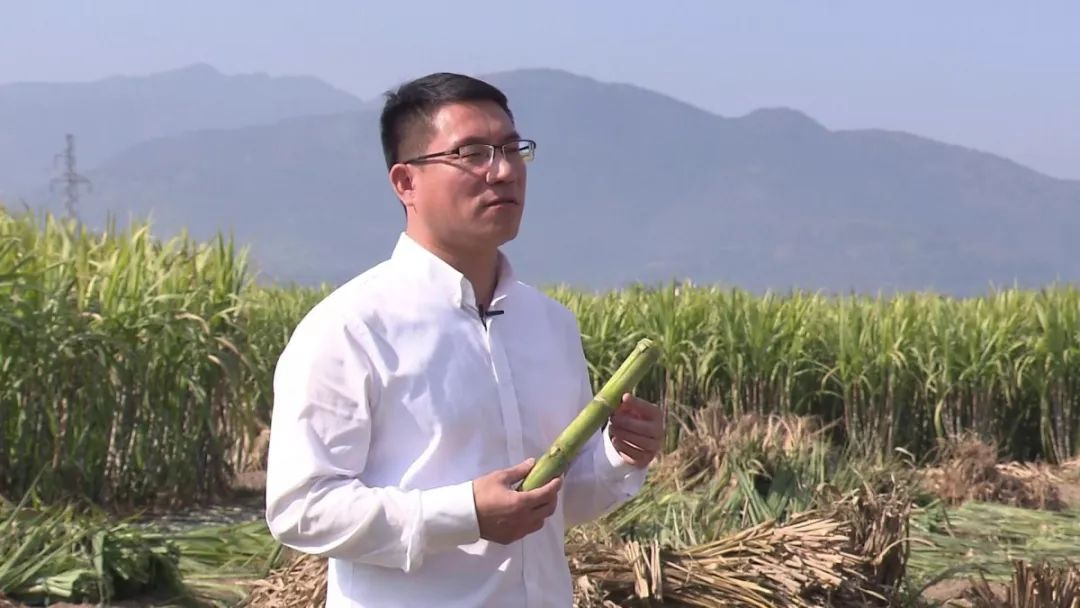 瑞安这个书记"火"了, 变身甘蔗"吃播"!_陶山镇