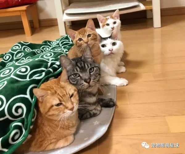 六只猫不打架感情好到手牵手,确定没有给猫皇下什么迷魂药?