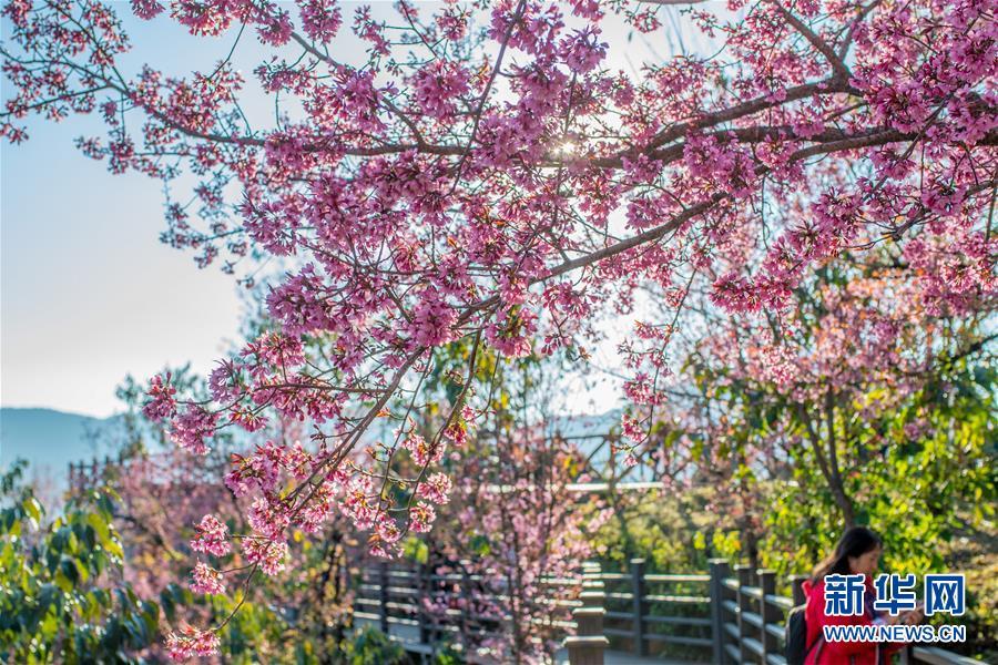 无量山樱花谷:茶园泛绿 樱花似霞