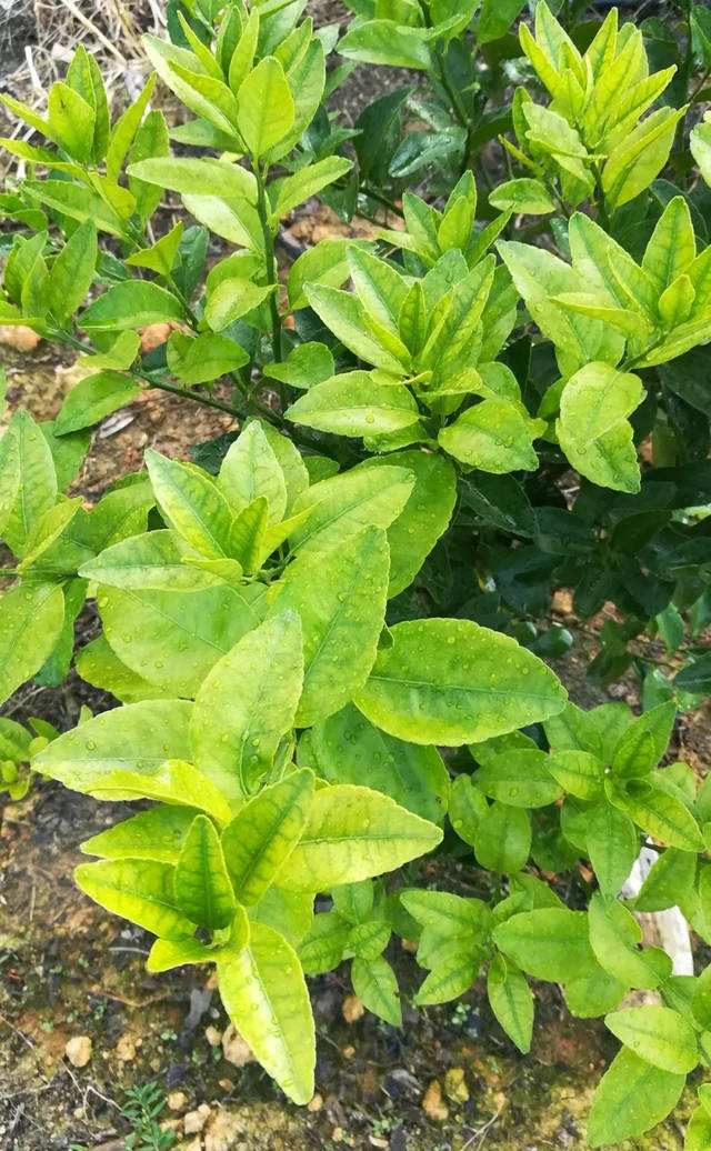 柑橘黄化怎么办?找对原因,对症下药是关键!