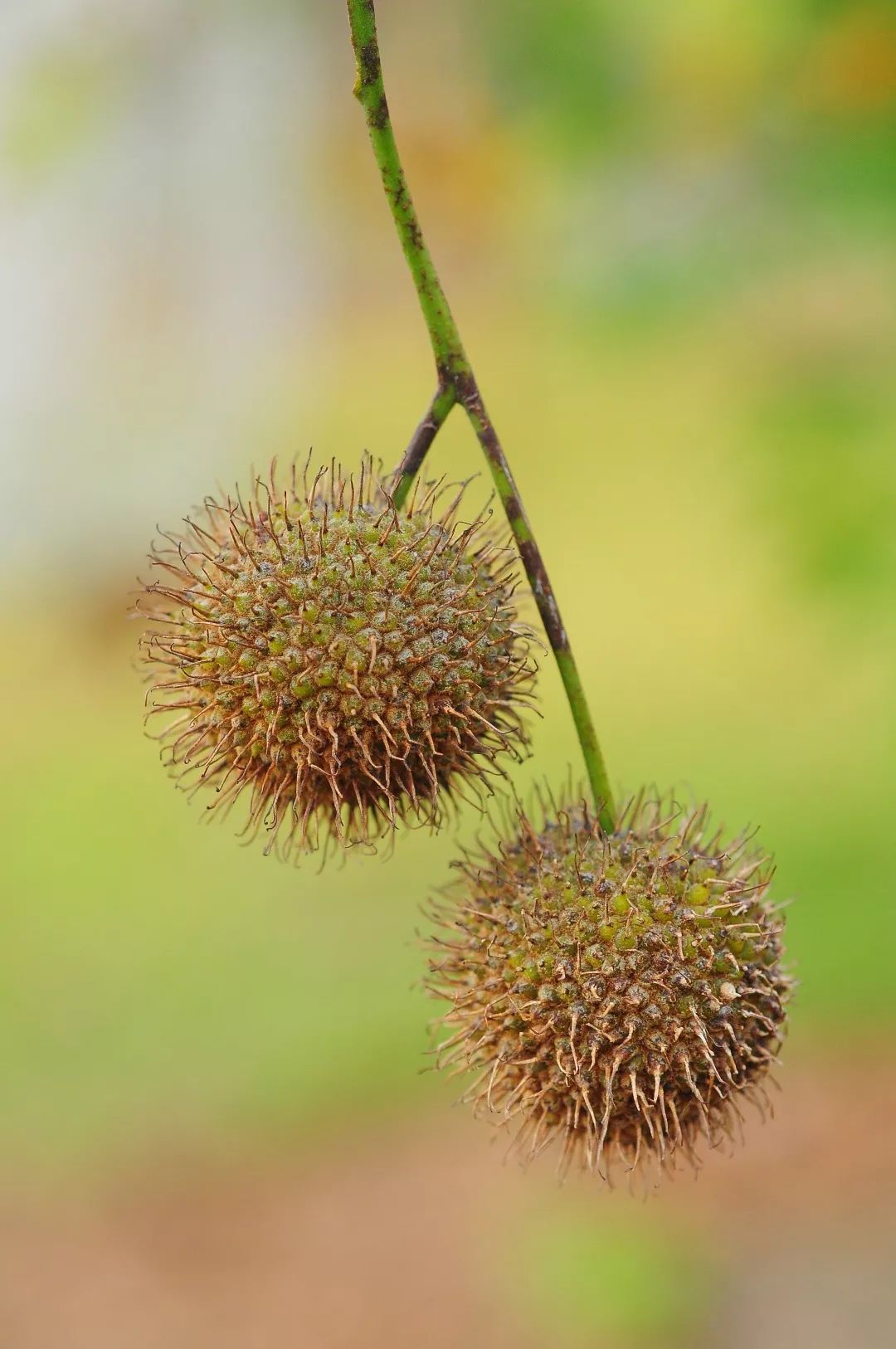 二球悬铃木果实二球悬铃木果实滴胶化香 platycarya strobilacea胡桃