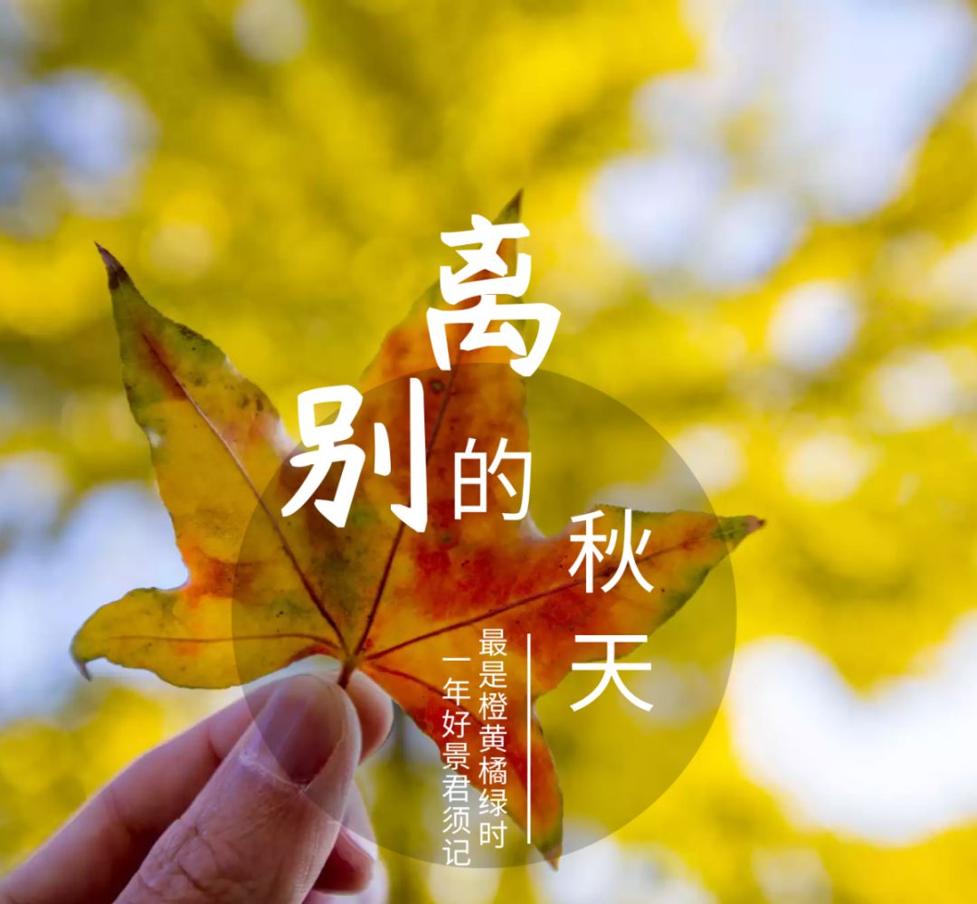 青唱我们的声音离别的秋天