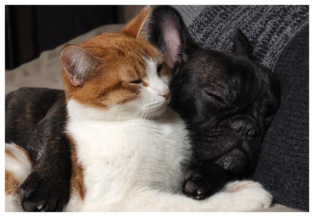 猫狗都是属于智商比较高的宠物,所以喂养也是有很多相同点