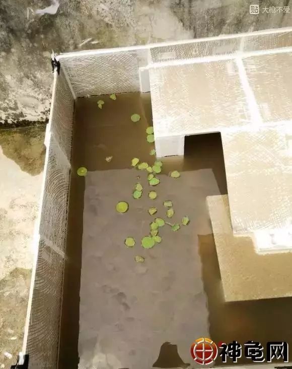 入门级瓷片龟池怎么建造?这里有超详细讲解!_施工