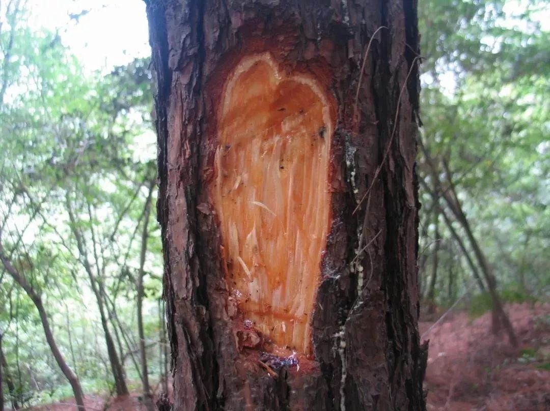 警惕蕲春七个乡镇的松树最近生病了