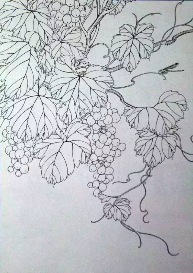 葡萄树怎么画画法图片