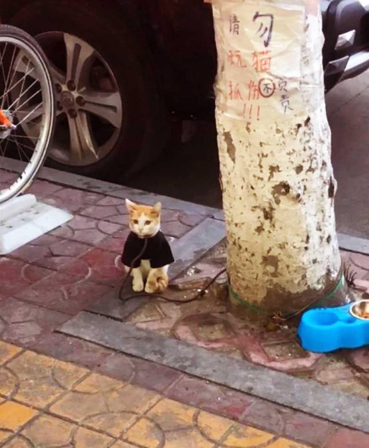 小貓被人拴在路邊，網友覺得很可憐，知道原因後，卻發現自己錯了 寵物 第3張