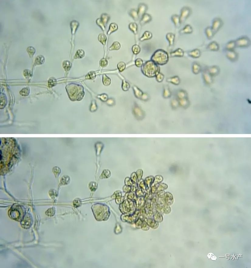 原生动物累枝虫属:钟形细胞,体型类似树枝状,故名累枝虫,通常在同一