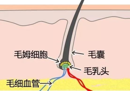 毛根下部与毛囊下部相连,此部分略呈膨大称为毛球,毛囊深入到皮下组织