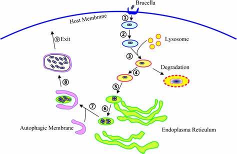布鲁氏菌不可怕如何防控找到根源以下几点你知道吗