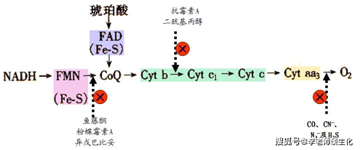 原创呼吸链与氧化磷酸化三