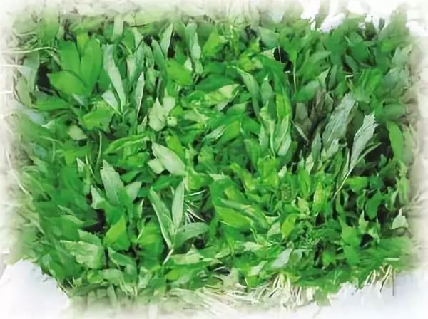 文艺大观救荒本草半边菜