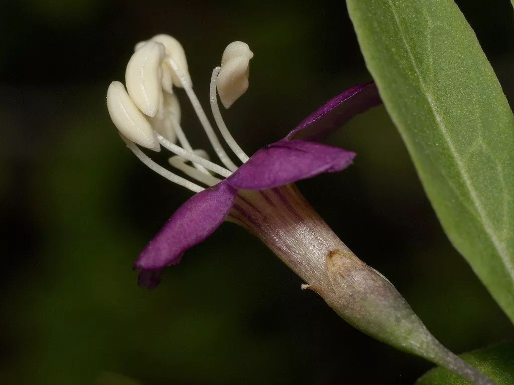 图:宁夏枸杞的花,花萼钟状,花萼筒常有2个较大的裂片;花冠筒明显长于
