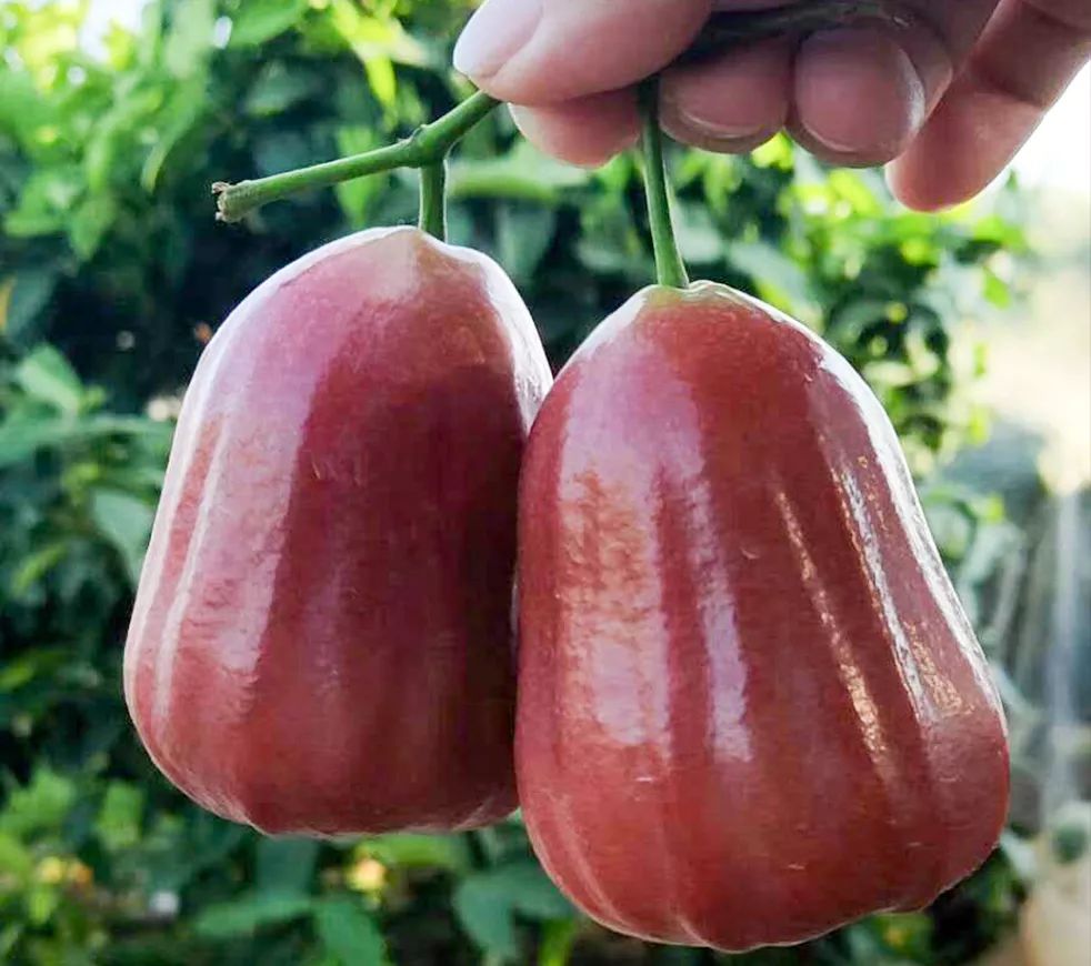 鲜甜脆爽汁多等了半年的海南黑金刚莲雾上市啦一次吃一斤才过足嘴瘾