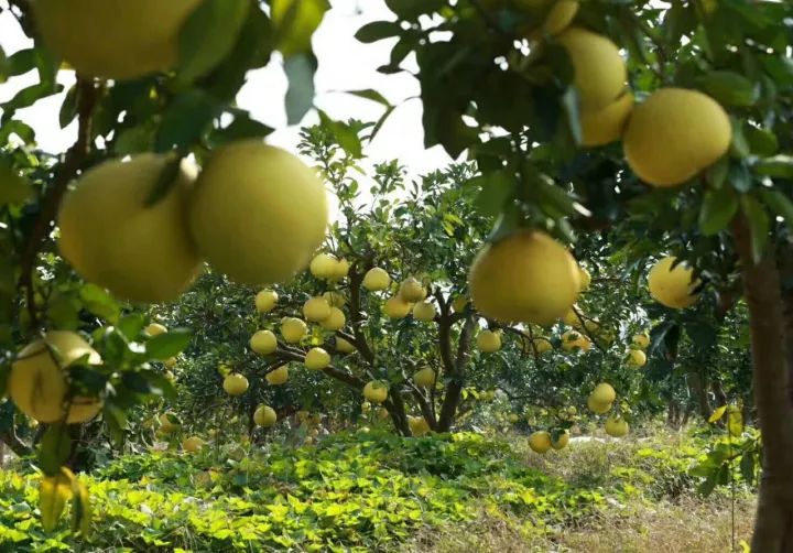 柚香柚甜爽爆了,龙渠柚子采摘园等你来!