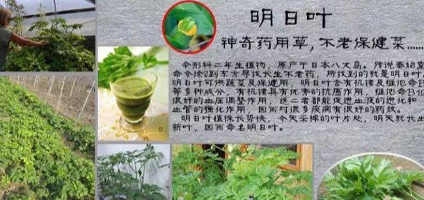 明日叶的十大功效