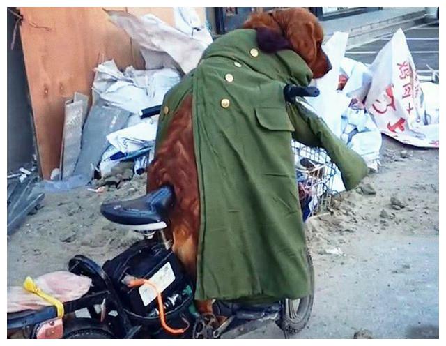 网友路边发现一只大金毛,披着军大衣站在车上等主人,好有爱呀!