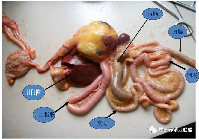 鸽子苦胆位置图片图片