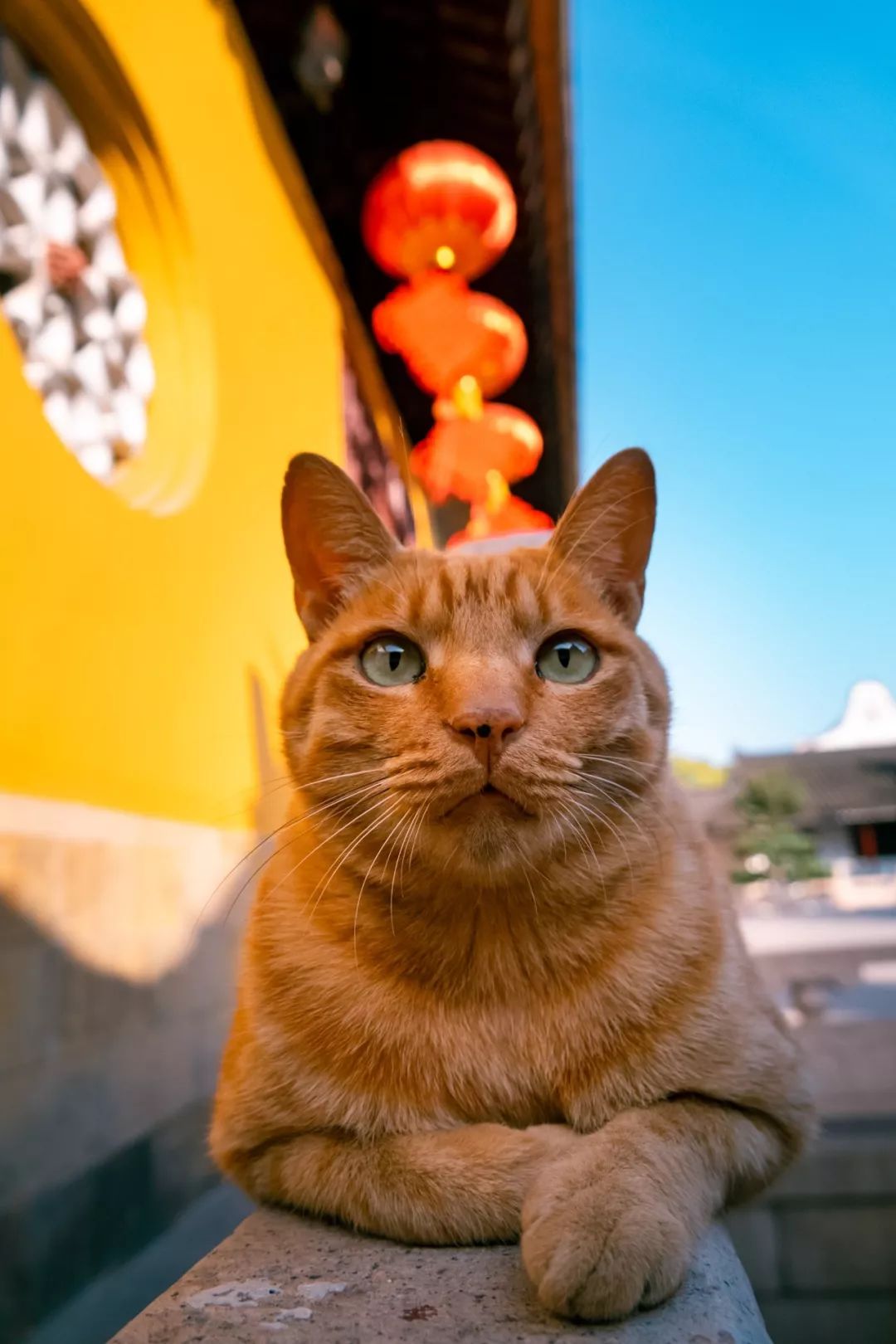 苏州西园寺里的猫图片