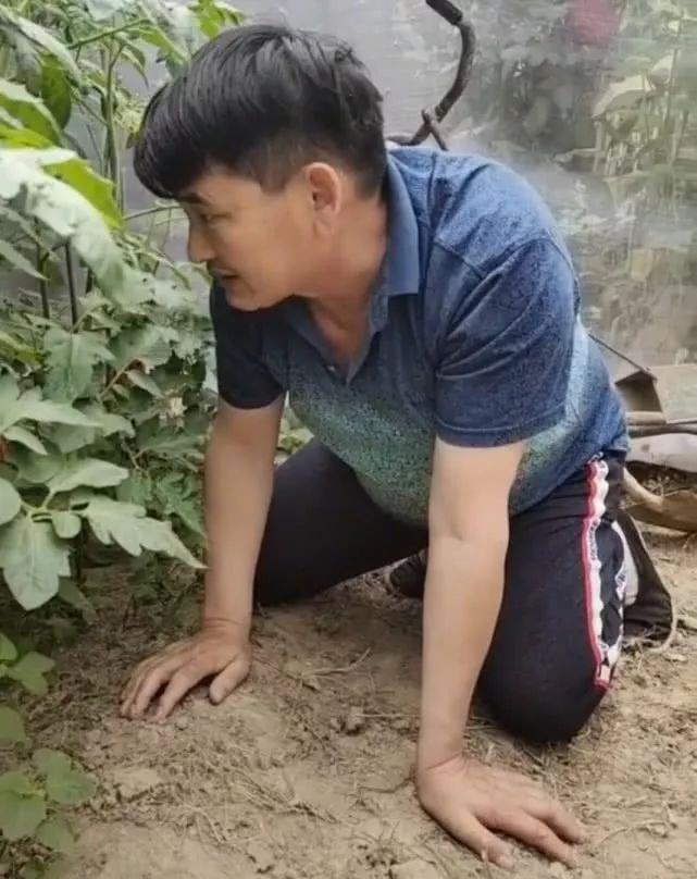 大衣哥双腿跪地上看西红柿结的果子,网友:农民