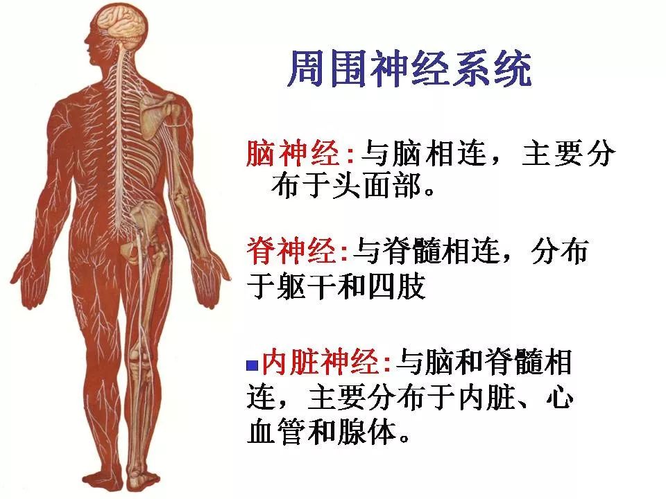 脊神经的解剖分析及损伤表现