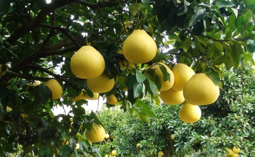 柚香柚甜爽爆了,龙渠柚子采摘园等你来!
