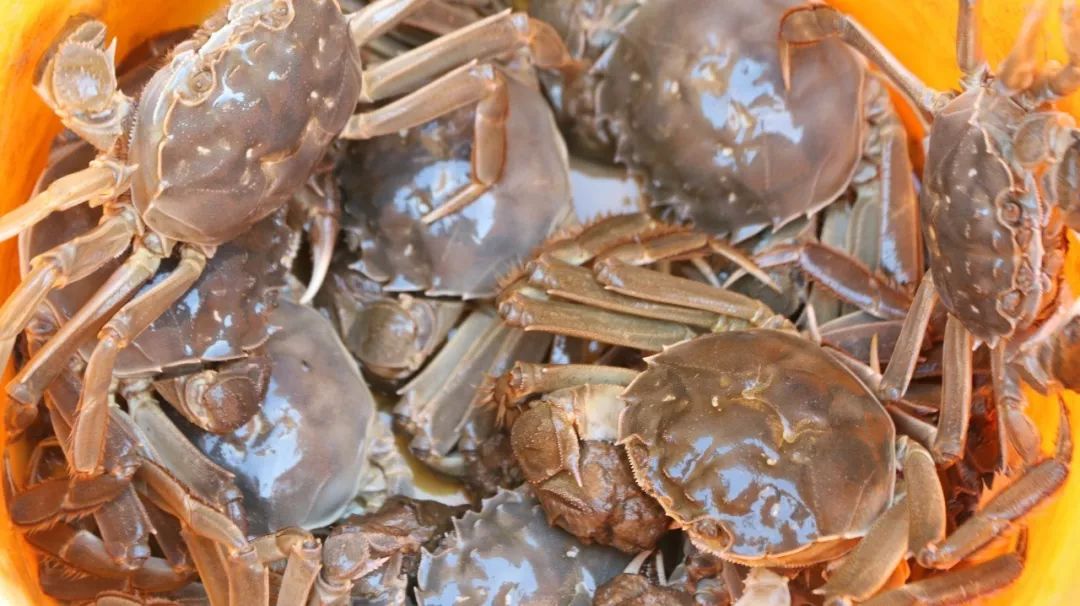 巢湖南岸的原生态大闸蟹,膏腴,肉嫩,味美~_螃蟹