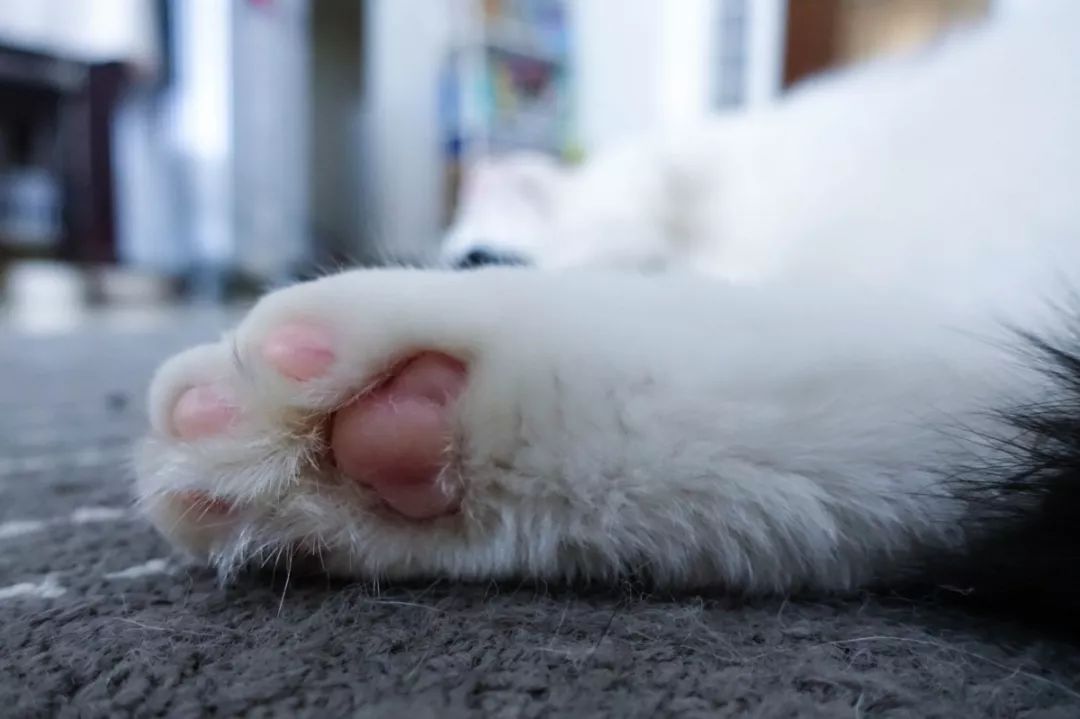 整个刷子都采用猫爪的形状,"肉垫","爪毛",对猫咪的爪子简直神还原