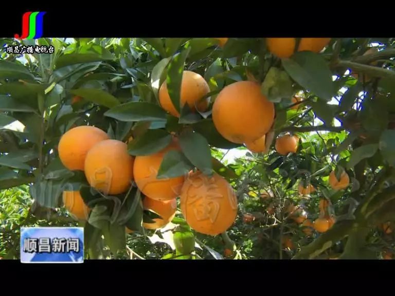 顺昌旅游攻略:探索自然与人文之美