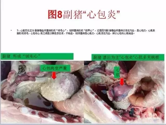 3,解剖變化2,外在表現1,傳播途徑副嗜血桿菌病:又稱多發性纖維素性