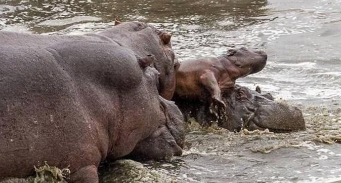 河马怎么这么残忍撕杀亲骨肉?
