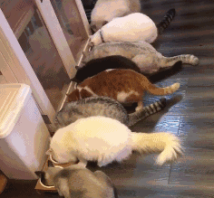 图片[21] - 【xizi被窝段子20191213】成长或许是：放下莽撞喜欢 学会适时闭嘴 - xizi