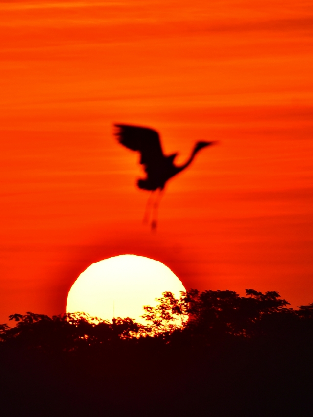 红日初升鸟飞舞_苍鹭