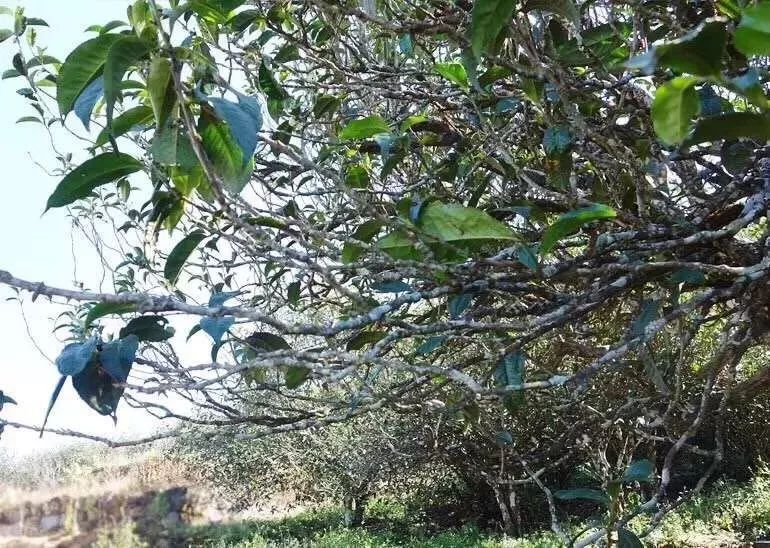 书剑说普洱 | "马蹄梗"多少跟季节有关系?